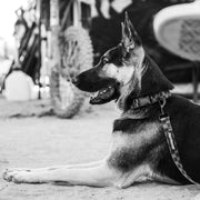 Dog wearing a black and white checker dog leash with Fasthouse webbing